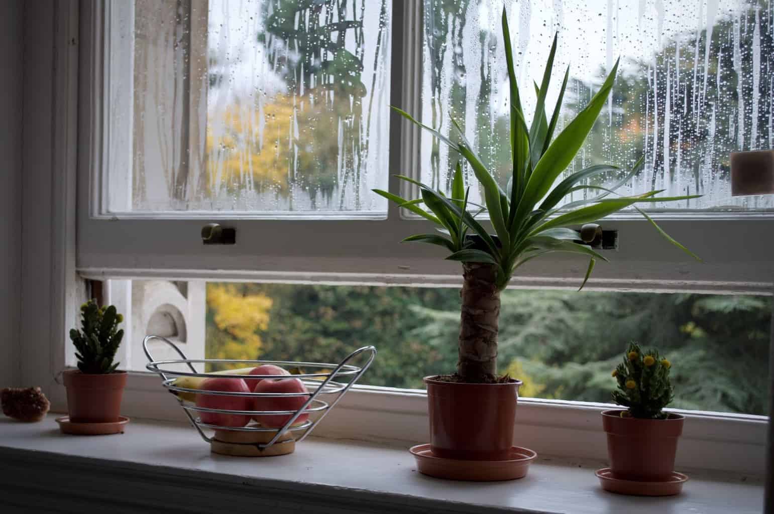 Window safety Window safety