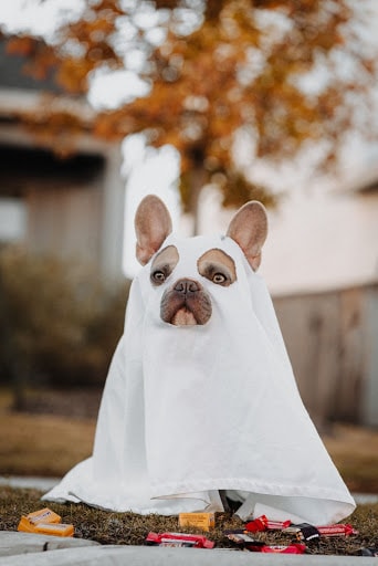 pet costume