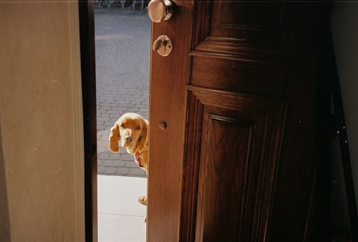 pet human door