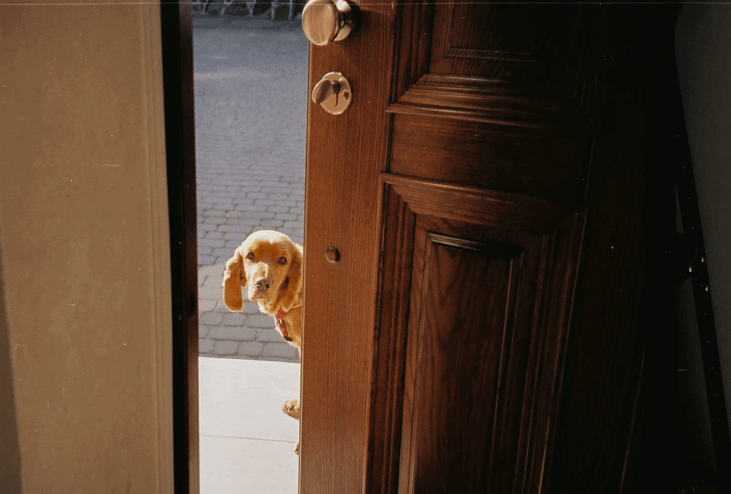 An open door with a dog peeking around the doorway.