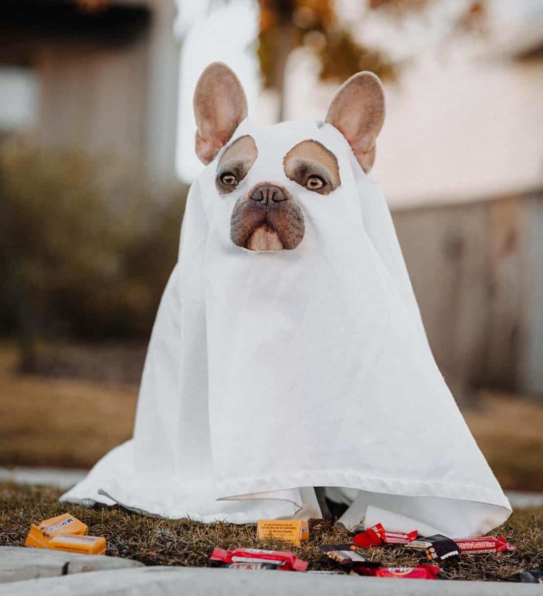 French bulldog in a sheet with eye, snout, and ear holes.