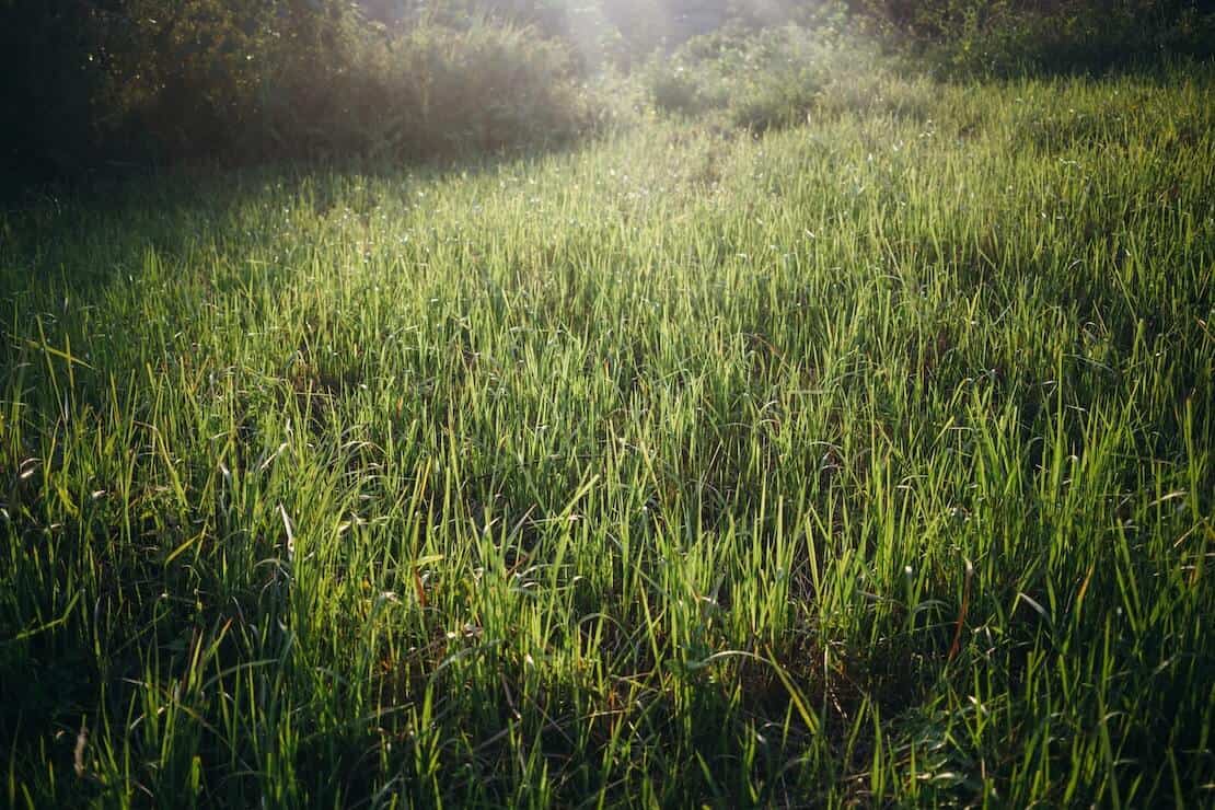 Grass with an eerie mist above it.