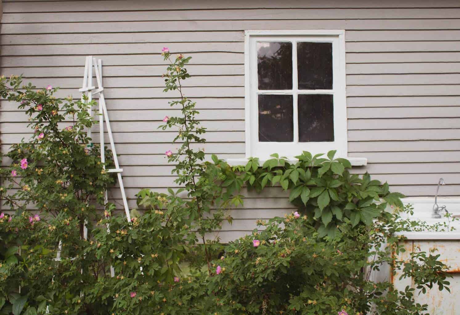 Roses climbing up a trellis leaned against a house with light gray siding. Plants are growing up the wall near a window.