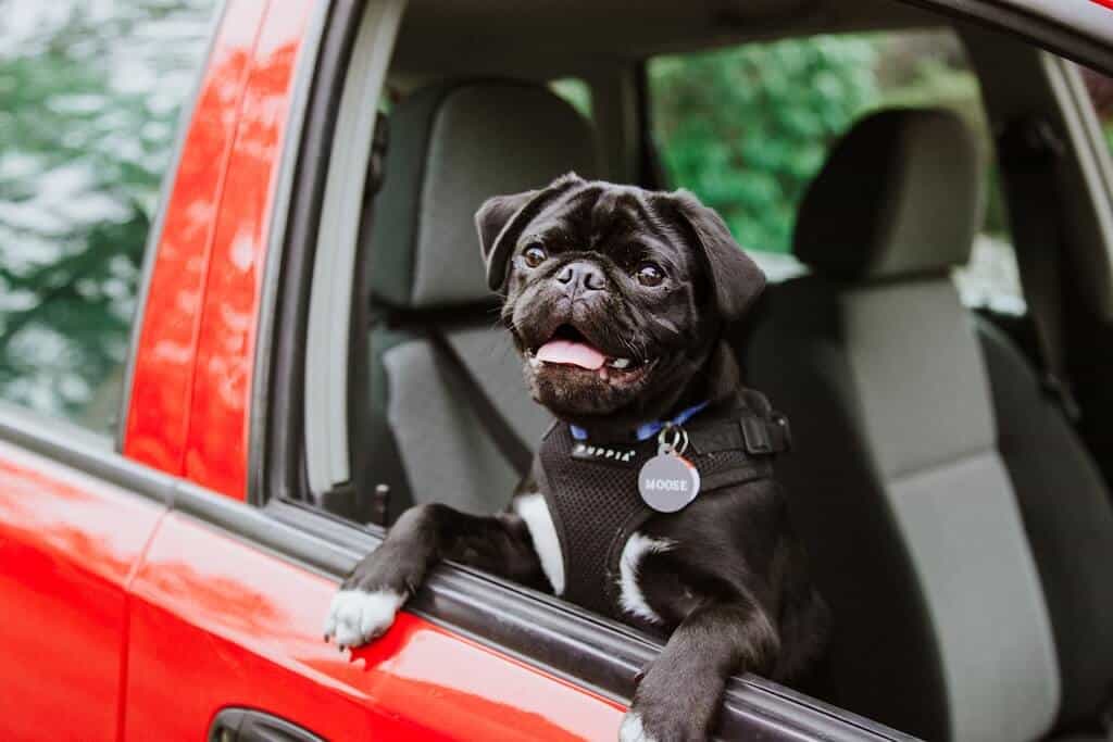 A black pug looking out the open window of a red car.