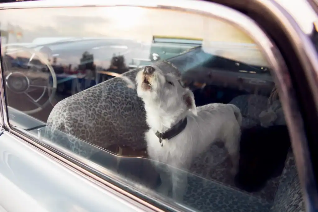 Dog locked in a car on a hot day requiring a locksmith immediately.